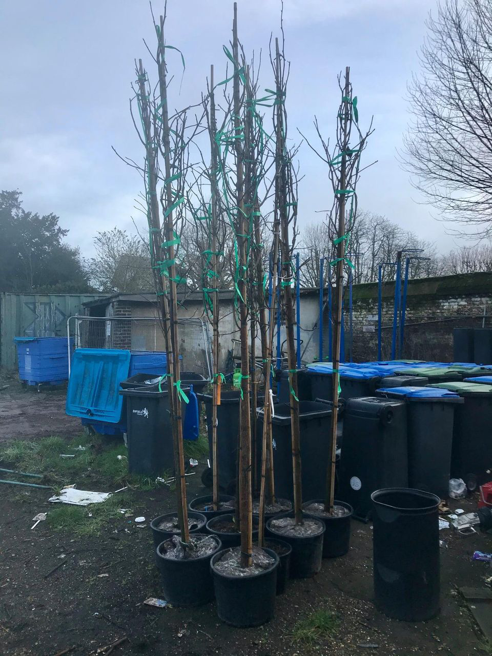 A bunch of trees in pots in a yard