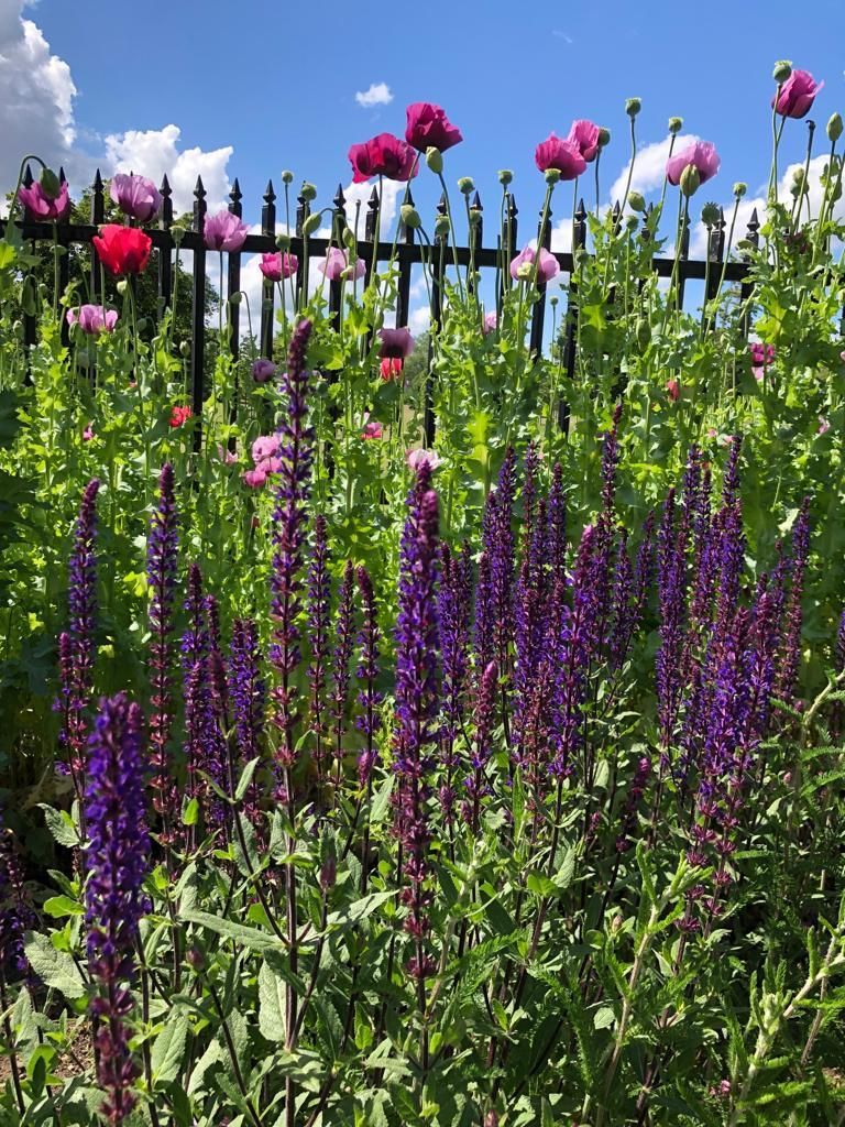 A bunch of purple flowers are growing in front of a fence.