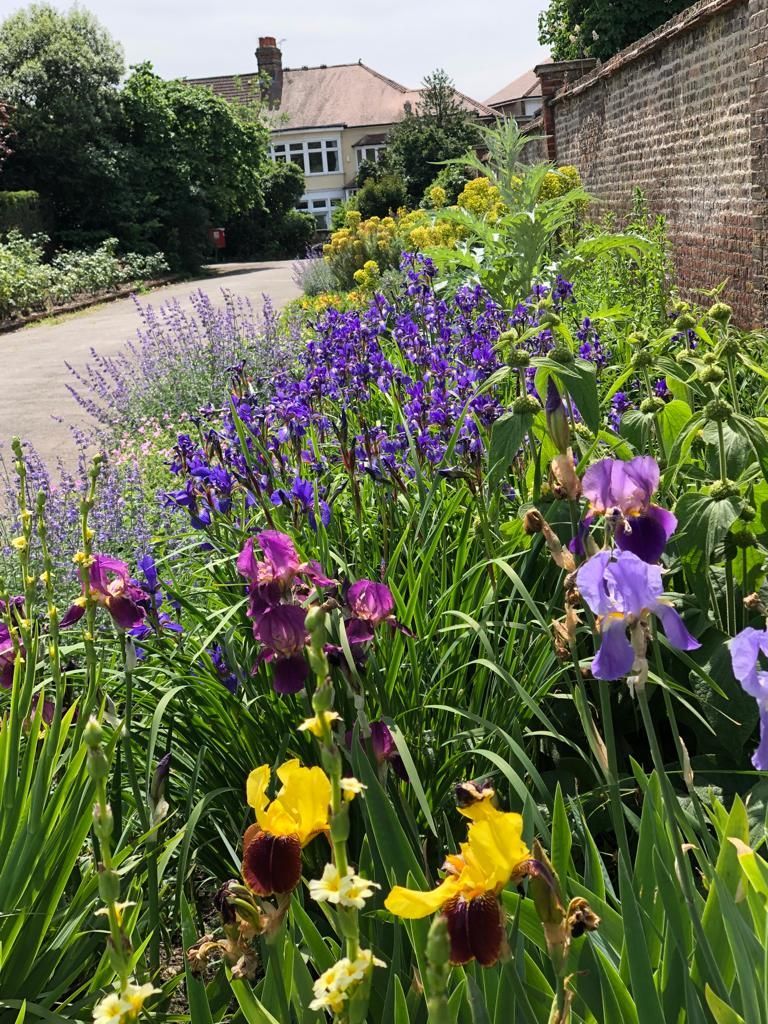 There are many different types of flowers in this garden.