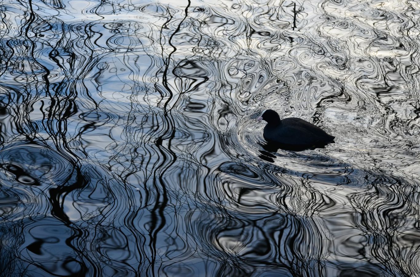 A black duck is swimming in a body of water.