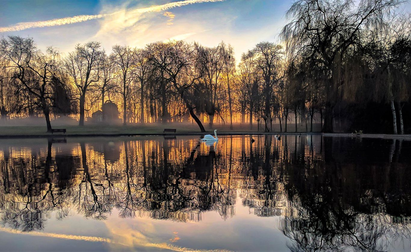 A swan is swimming in a lake with trees in the background.