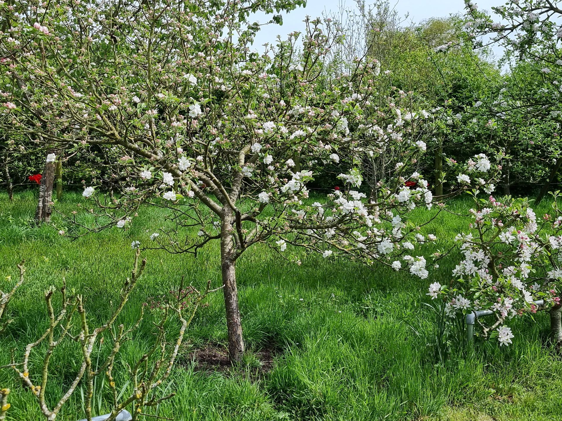 apple tree blossom in the orchard