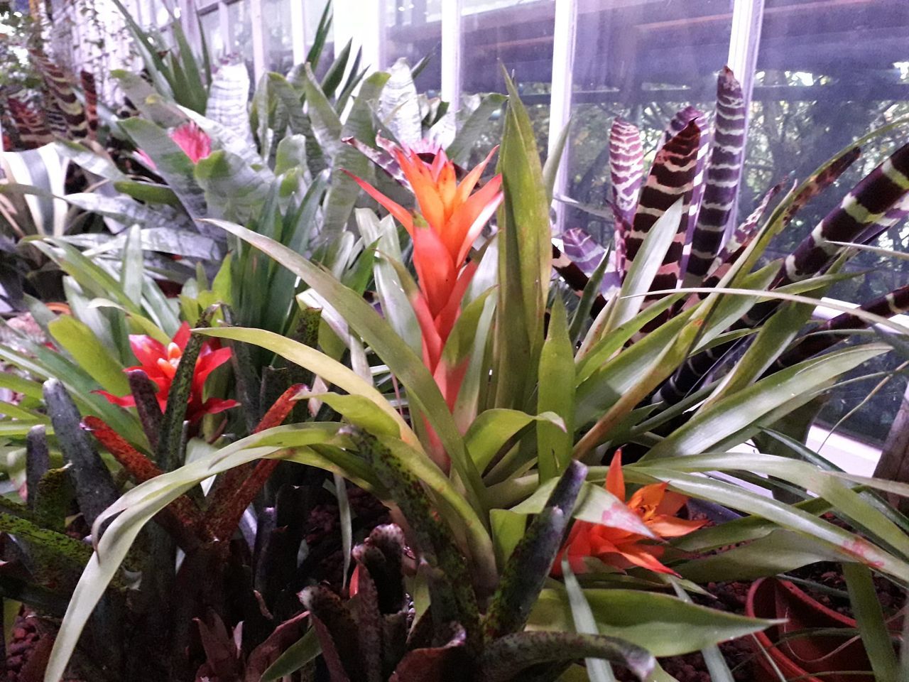 A bunch of plants with red and orange flowers