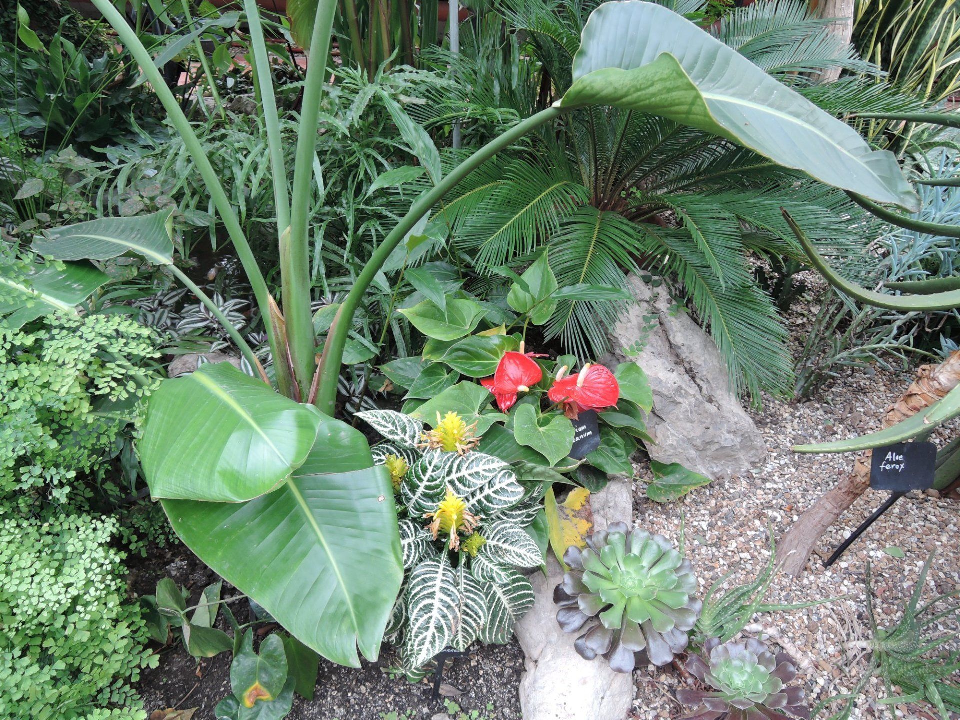 A garden filled with lots of plants and flowers