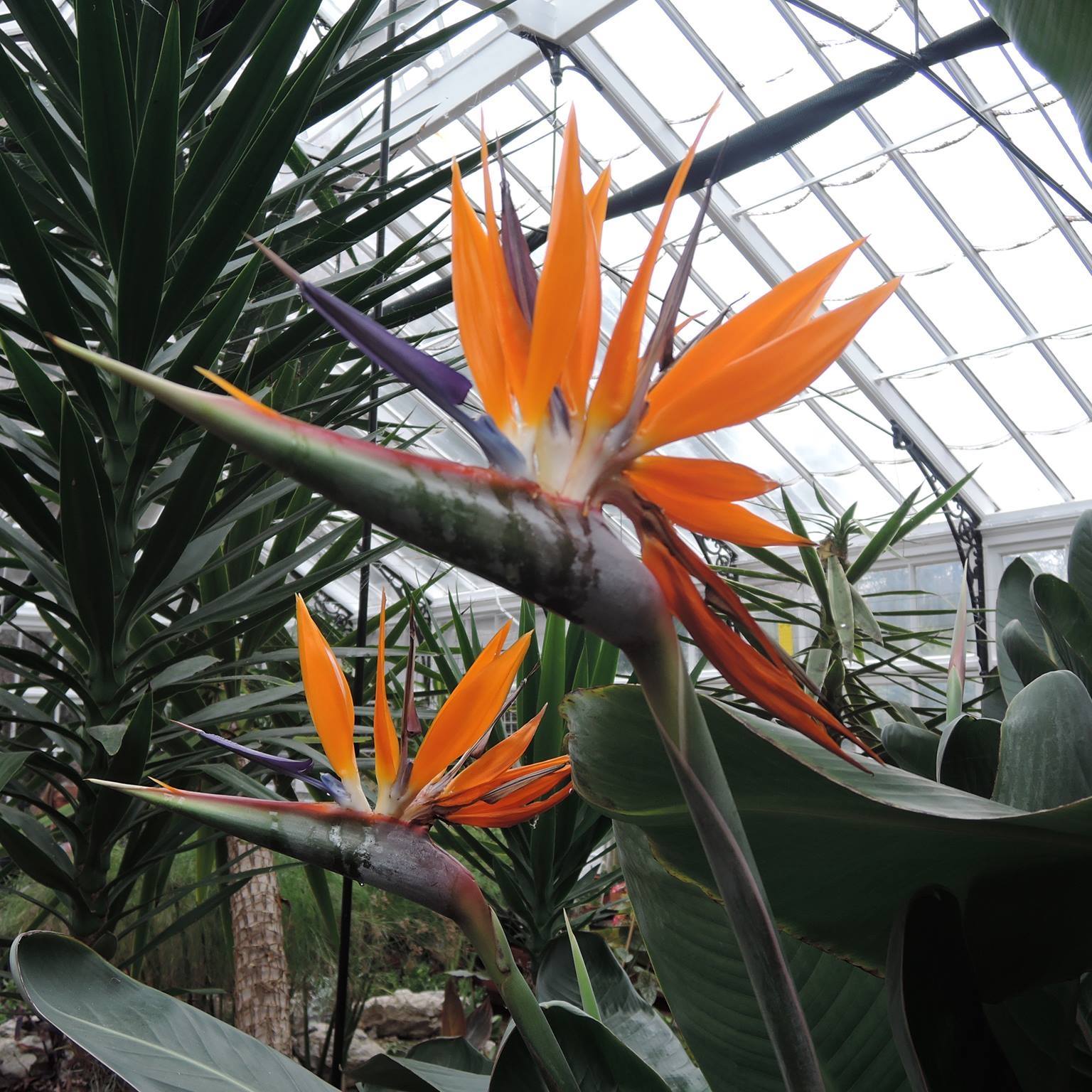 A close up of a bird of paradise flower in a greenhouse