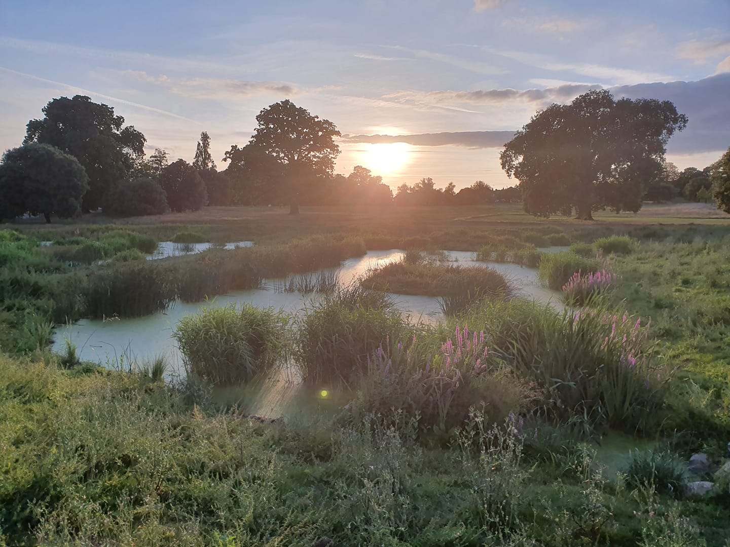 The sun is setting over a pond surrounded by grass and trees.