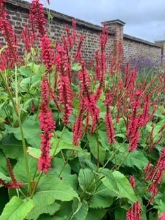 A bush with red flowers and green leaves in front of a brick wall.