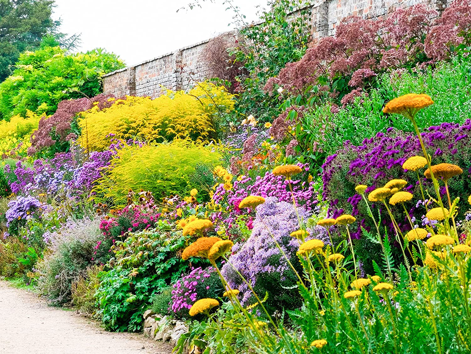 There are many different types of flowers in this garden.