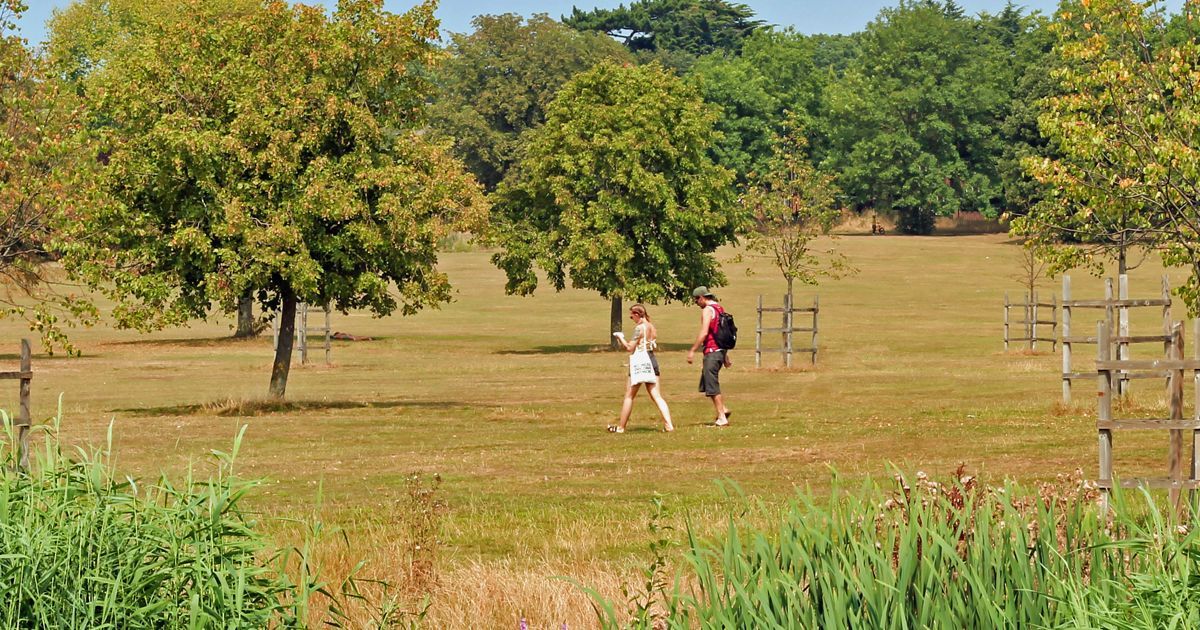 Two people are walking in a field with trees in the background.
