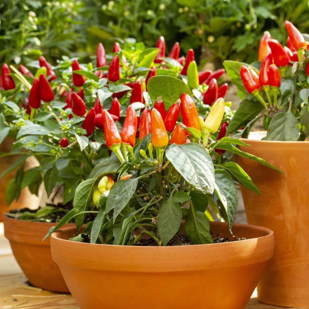 A potted plant with red peppers and green leaves