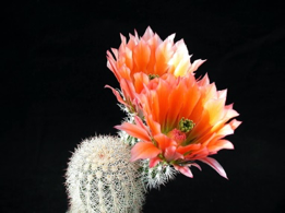 A cactus with orange flowers on a black background