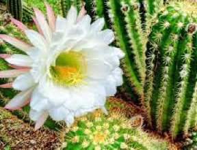 A close up of a white flower on a cactus plant.