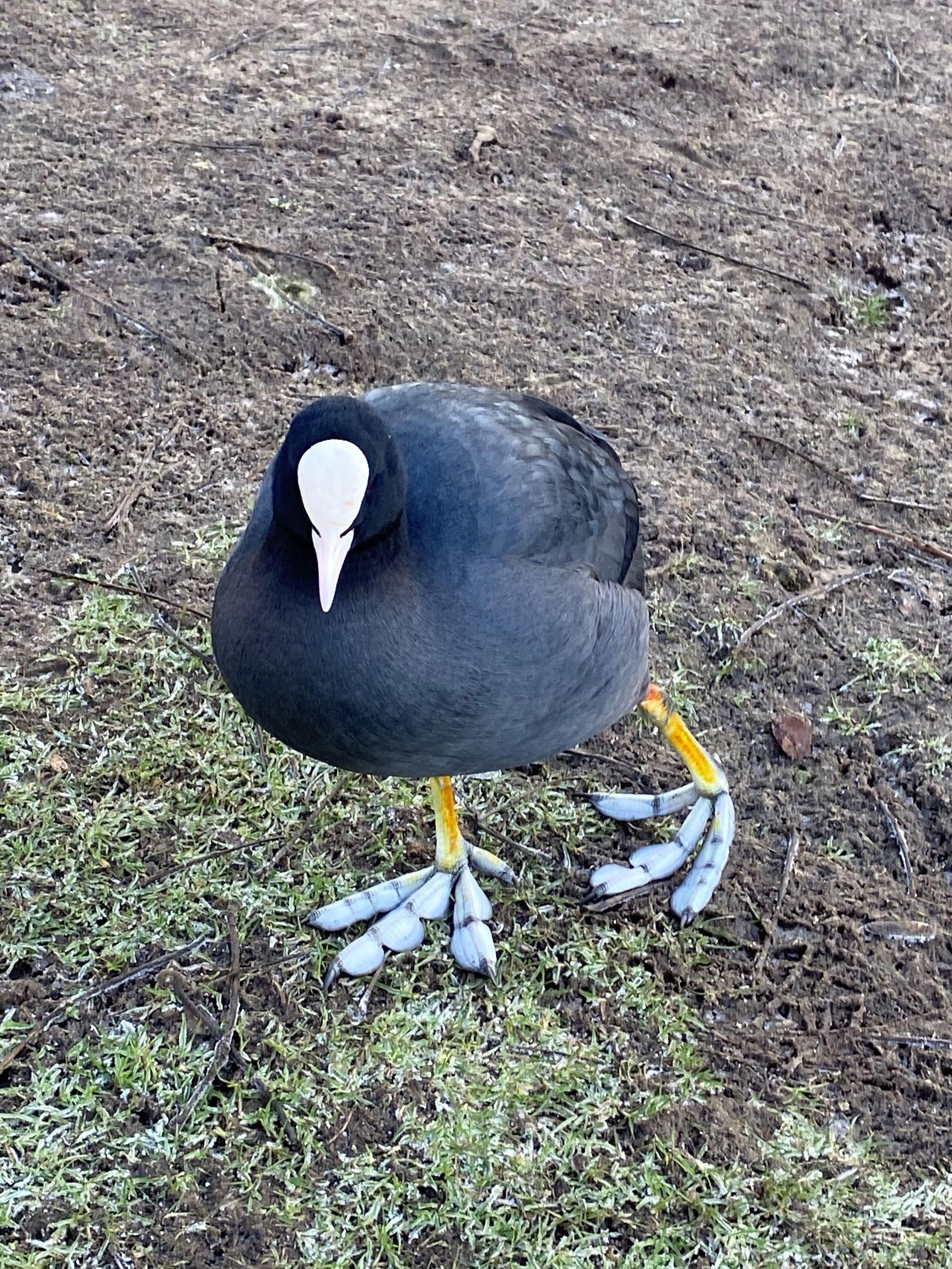 A Coot - a black bird with a white beak and yellow legs is standing on the ground.