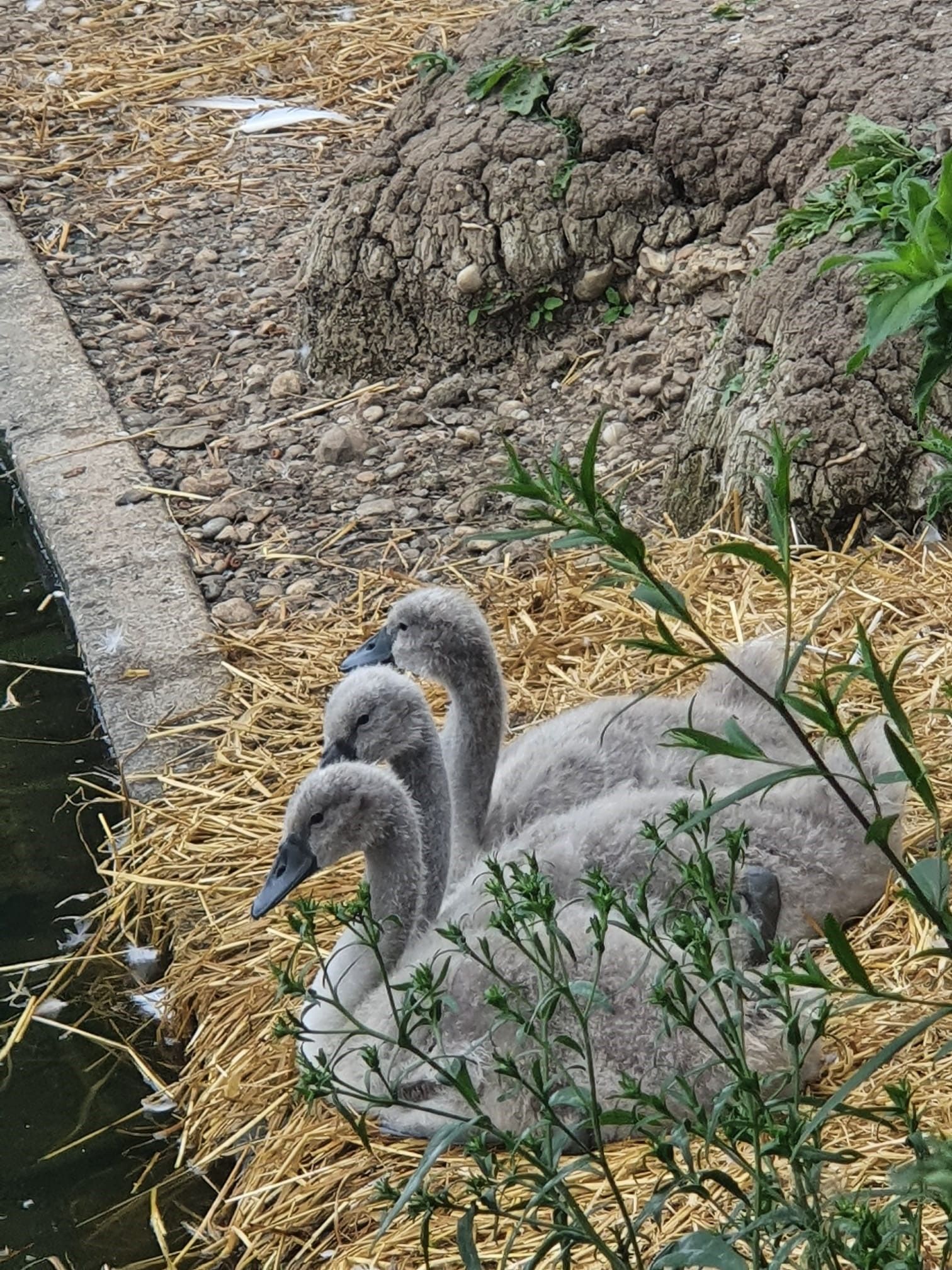 Three baby swans are sitting on a pile of hay near a pond.
