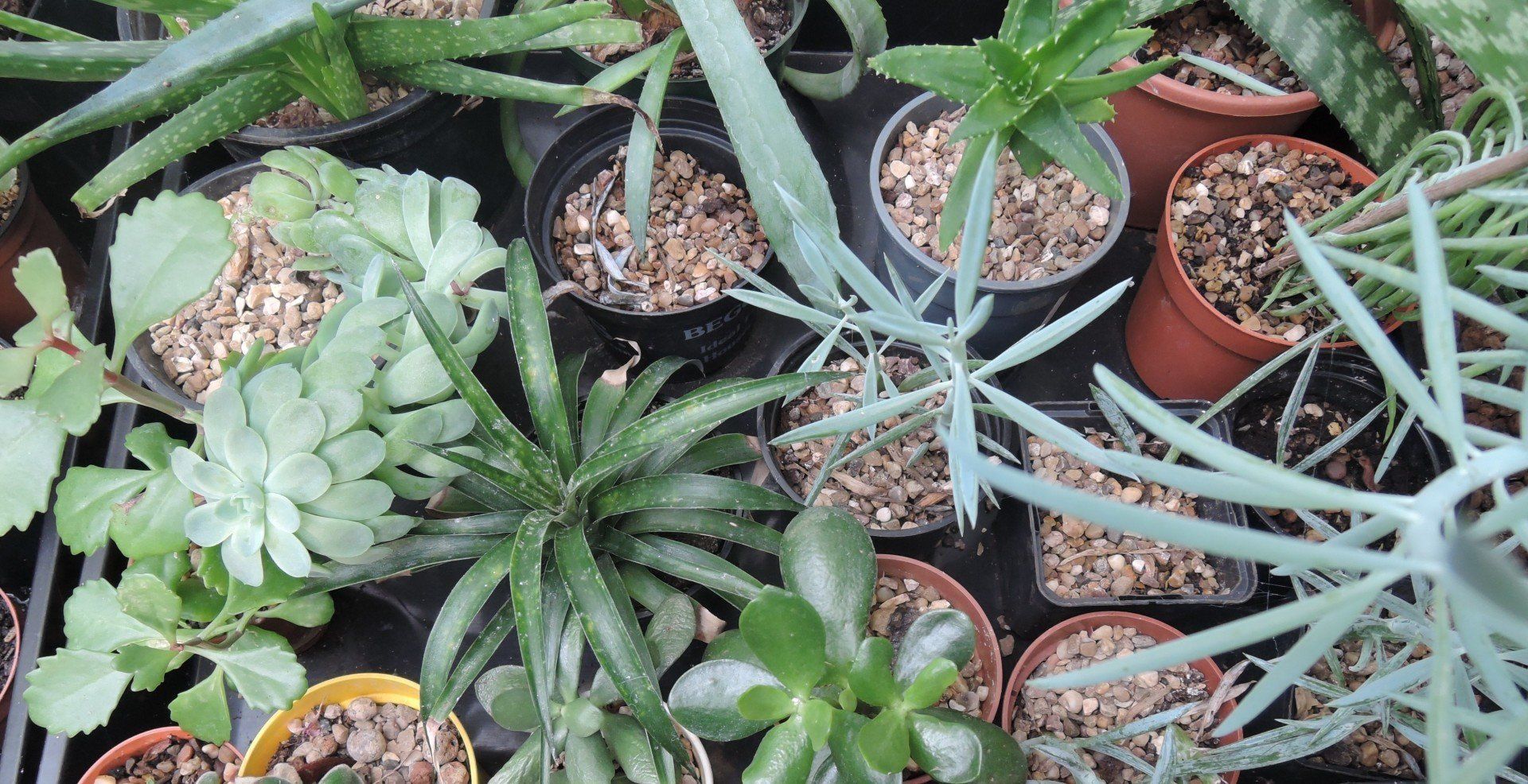 A bunch of potted plants are sitting on a table