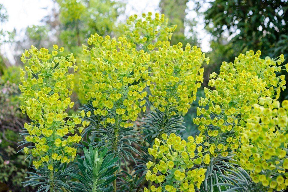 A close up of a plant with yellow flowers and green leaves.