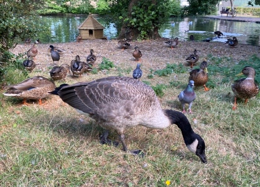 A goose and ducks are standing in the grass near a pond.
