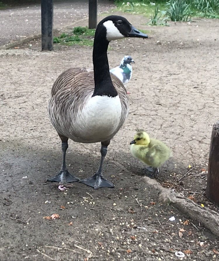A goose and a gosling are standing next to each other on the ground