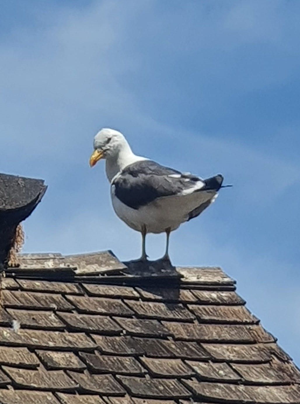 A seagull perched on top of a wooden roof