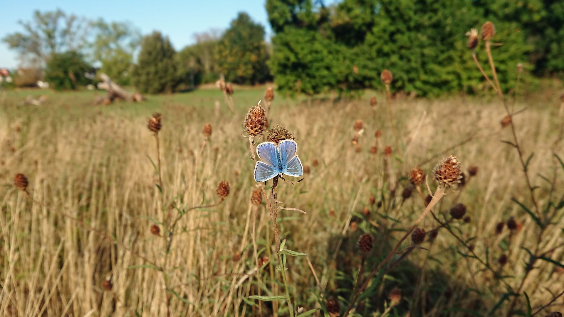 Common Blue Butterfly in Broomfield Park Palmers Green 