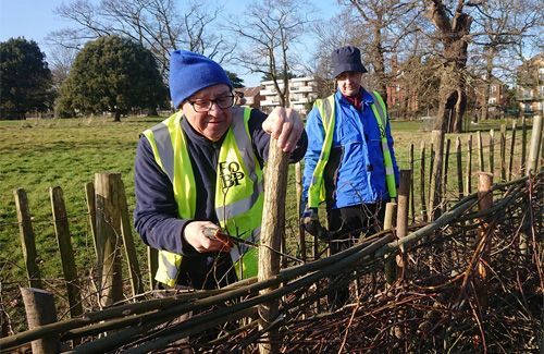 Volunteers laying hedges 