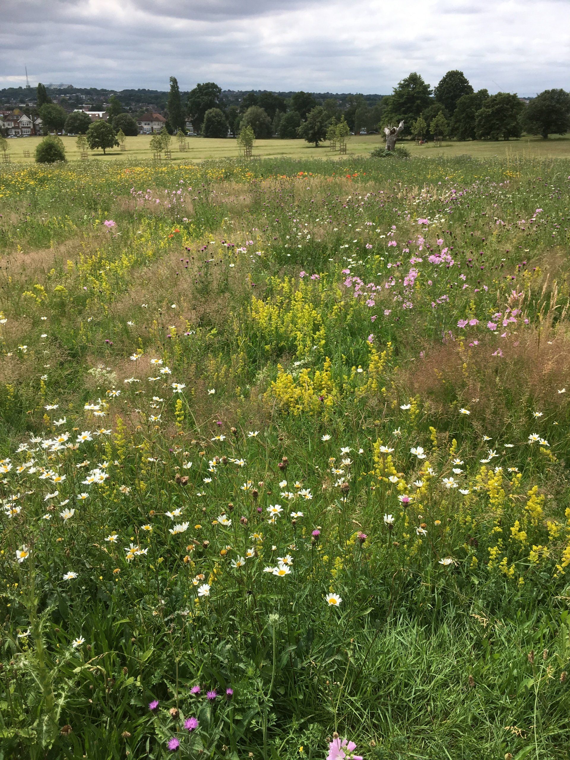 There are many different types of flowers in this field.