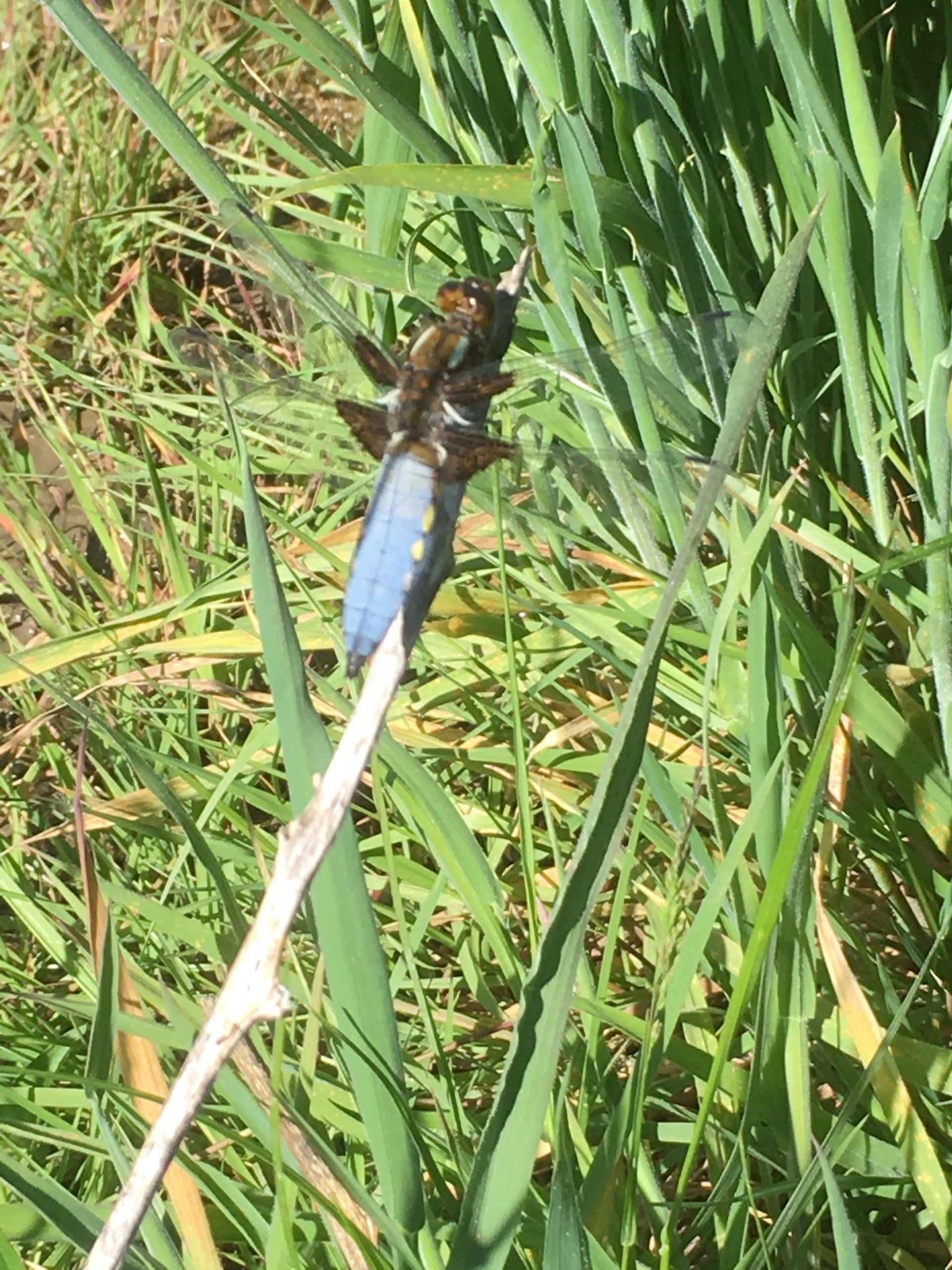 A bug is sitting on a stick in the grass.