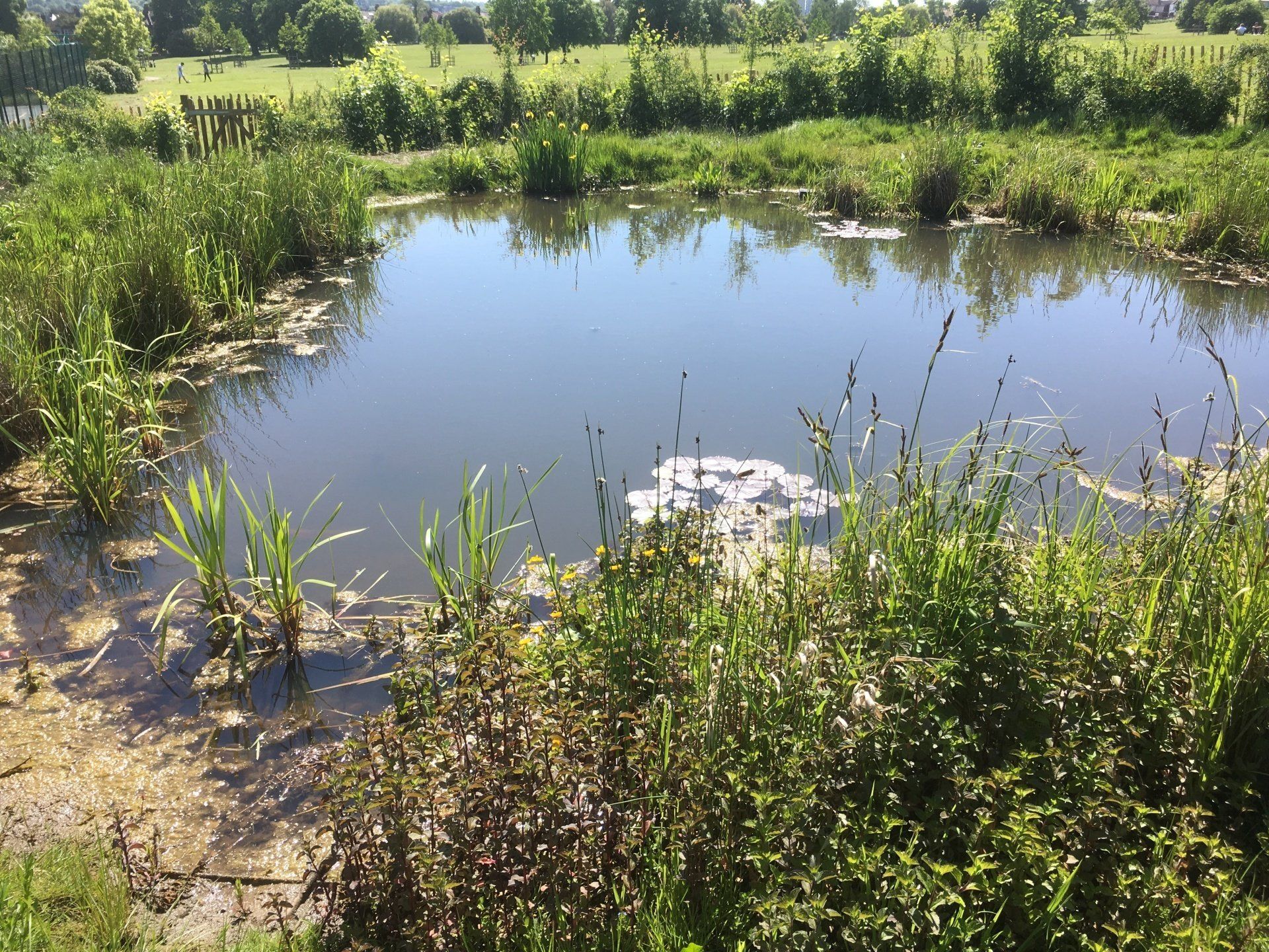 A small pond surrounded by tall grass and trees in a field.