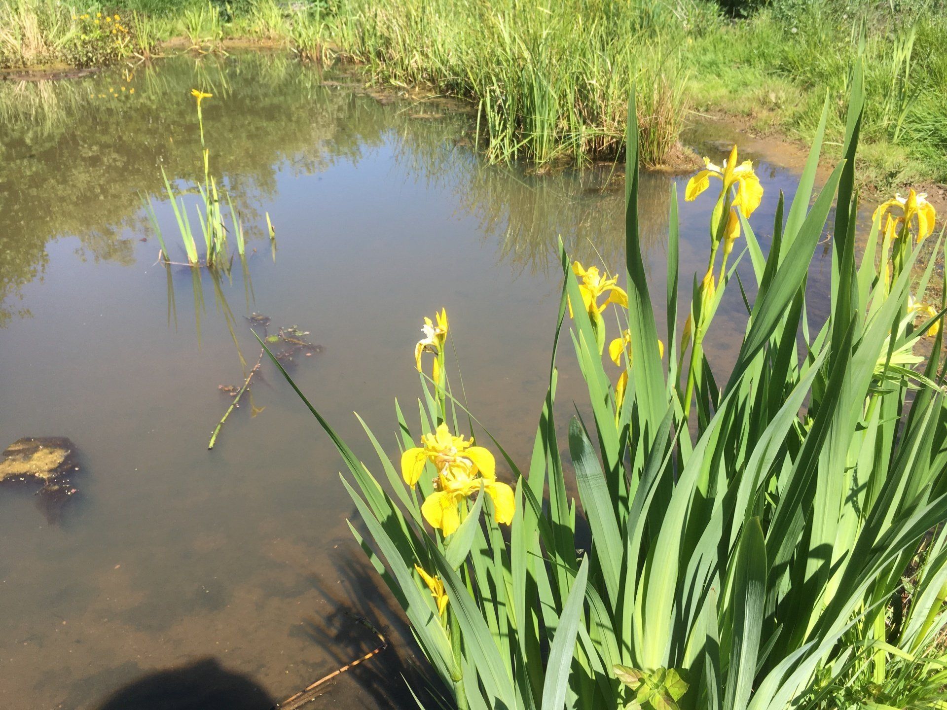 A pond with yellow flowers growing next to it