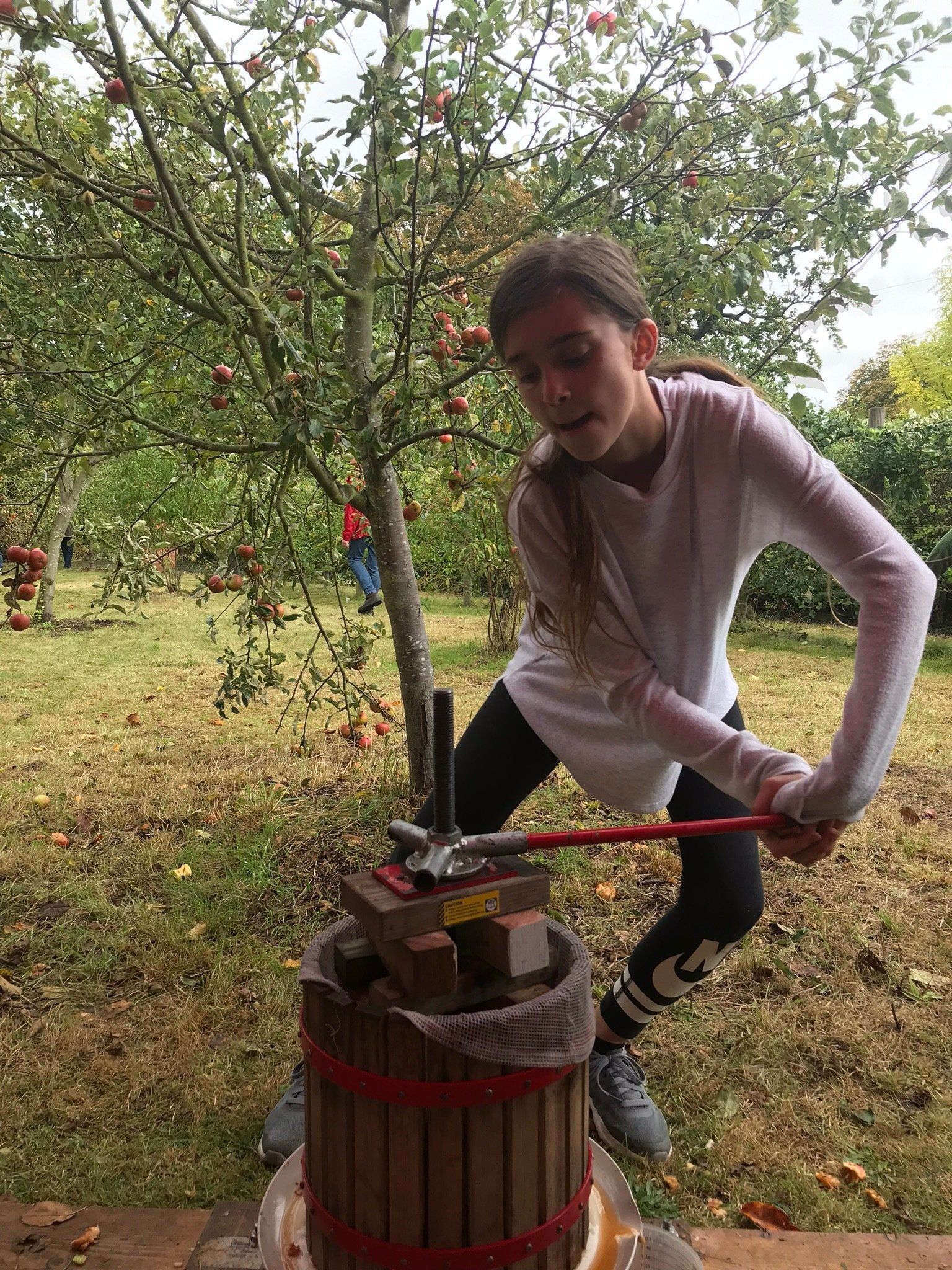 A young girl is pressing apples into a wooden barrel.