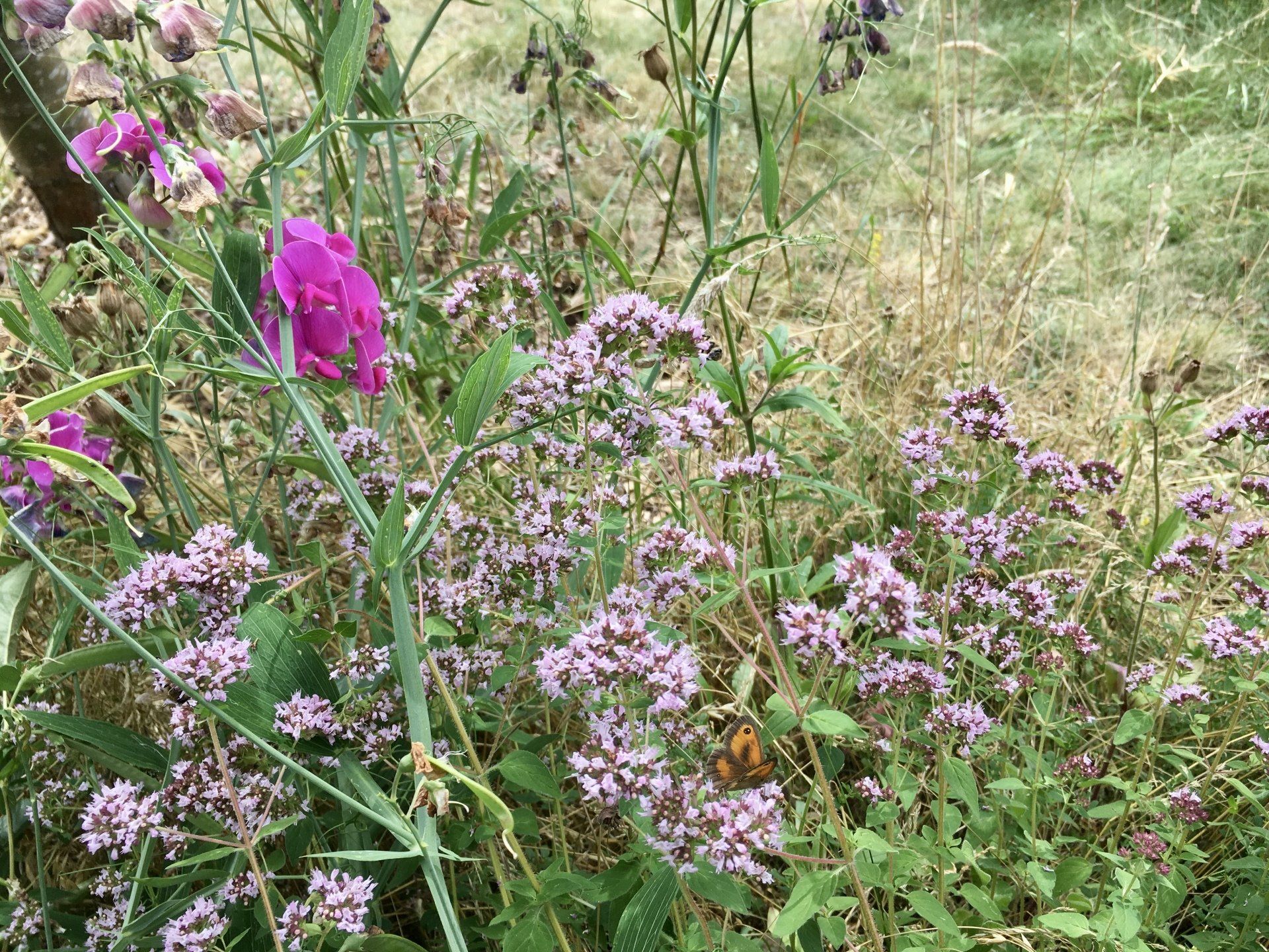 A bunch of purple flowers are growing in the grass.