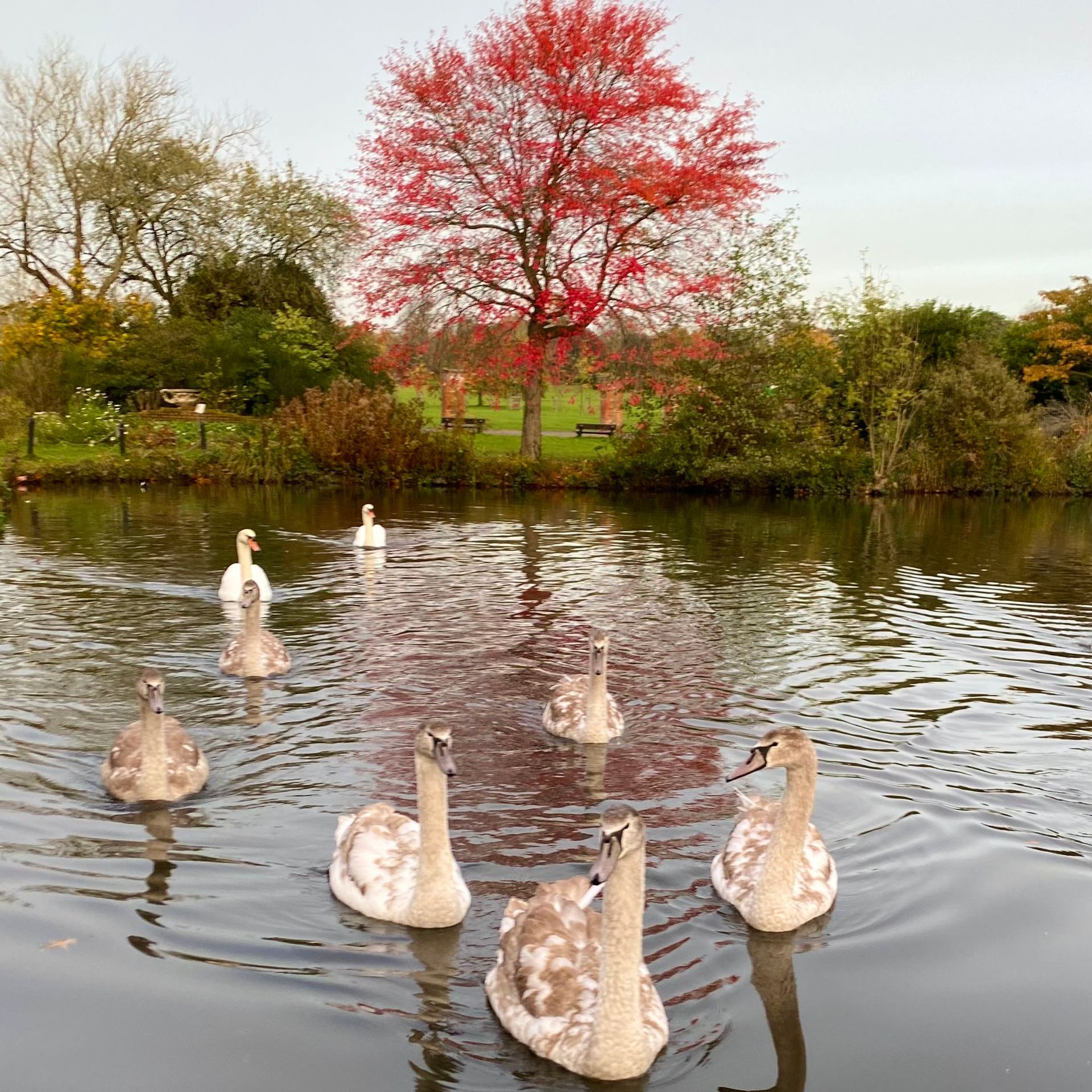 A group of swans are swimming in a lake with a red tree in the background
