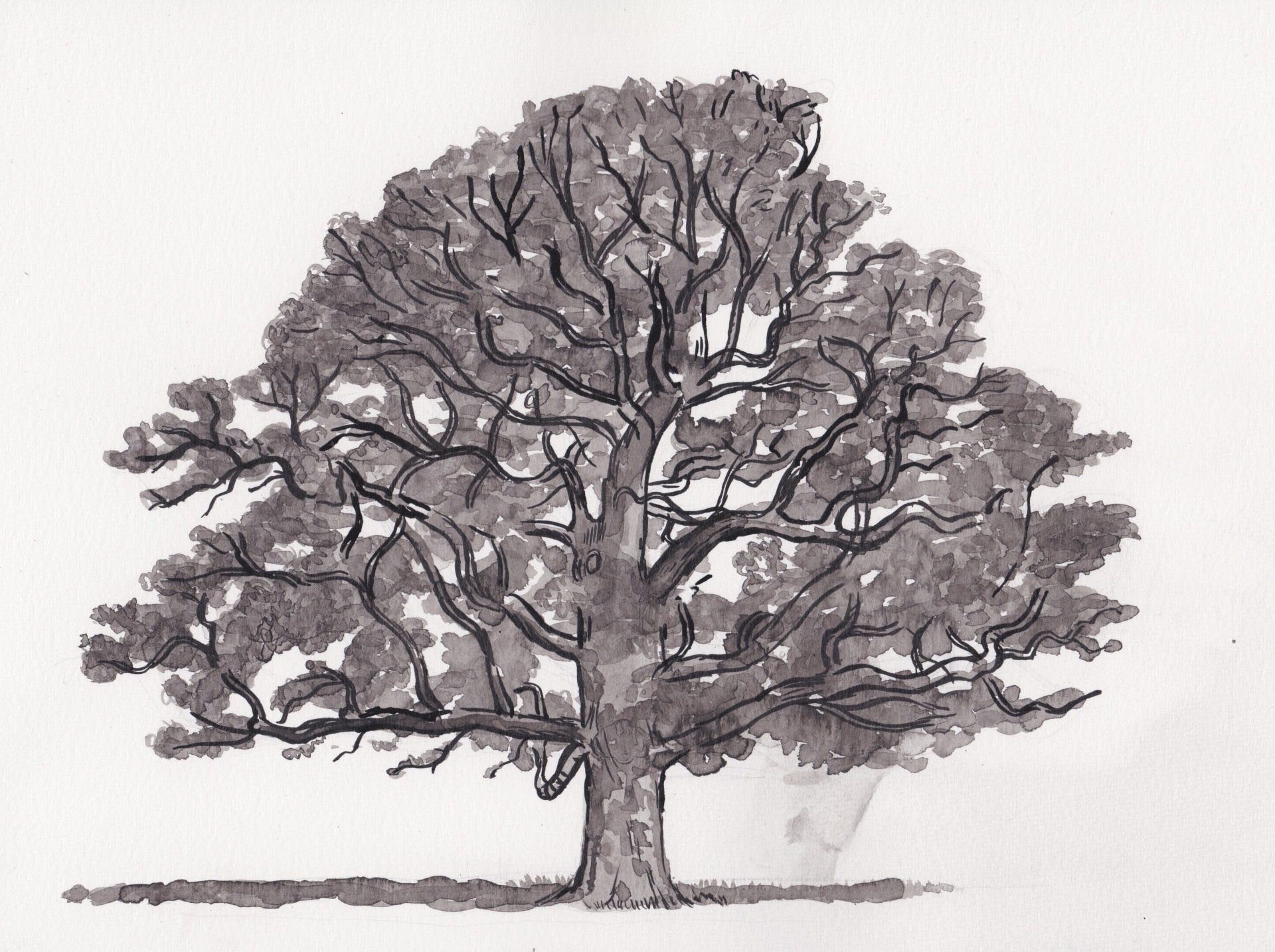 Drawing of Oak by Robert Milne