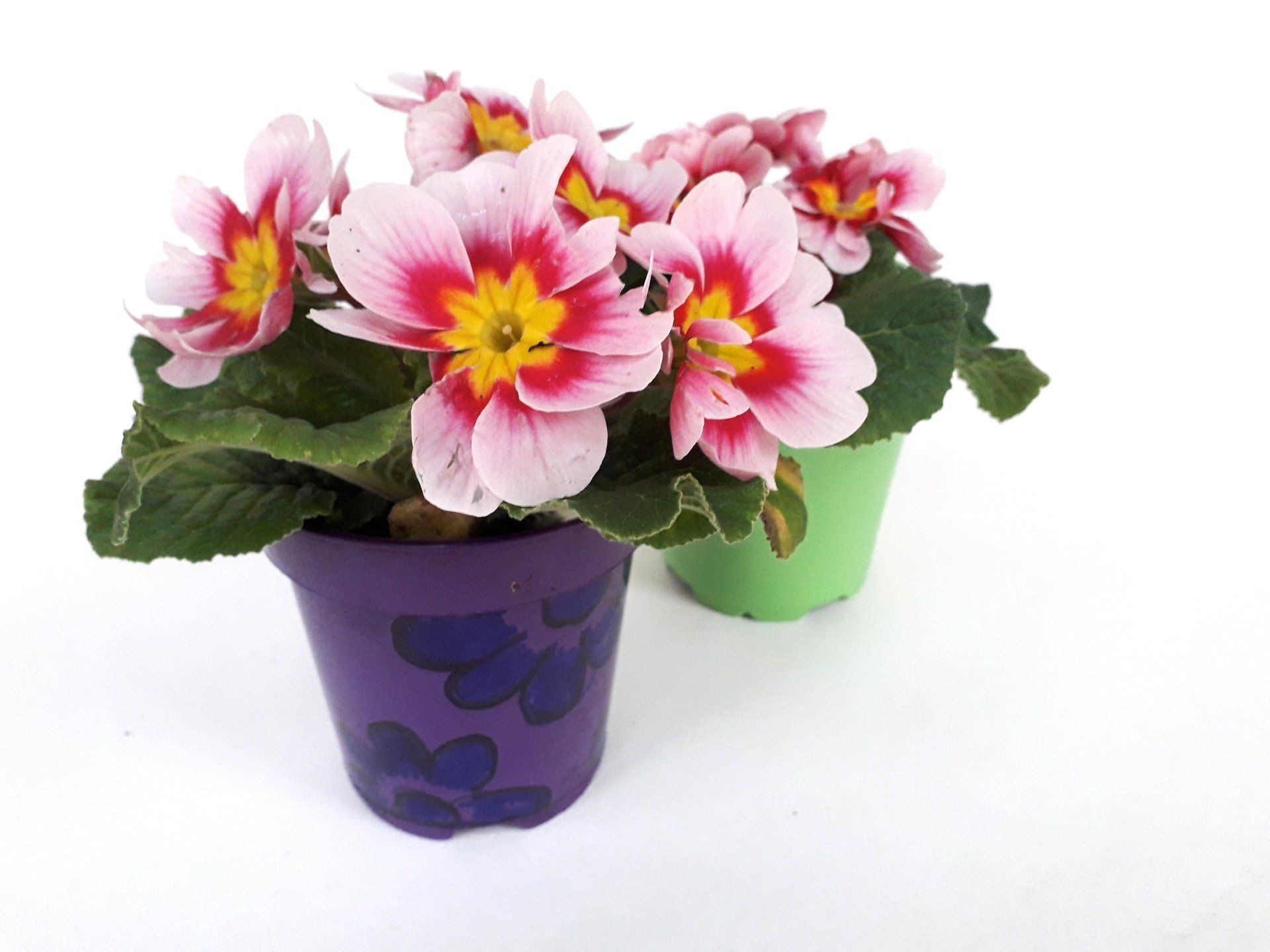 Two potted plants with pink and yellow flowers on a white background