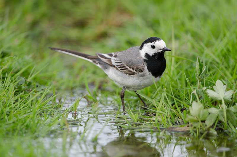 A small bird is standing in a puddle of water in the grass.