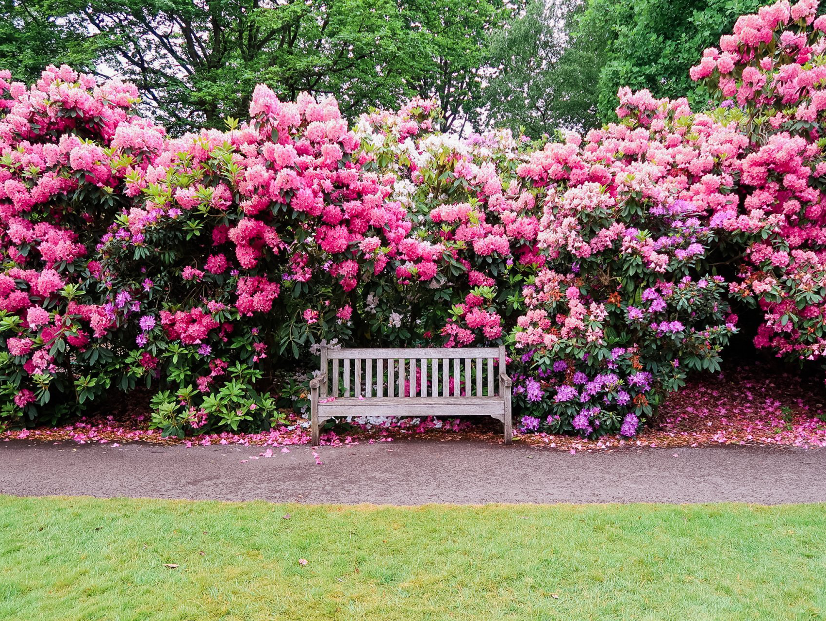 A park bench is sitting in front of a bush with pink flowers.