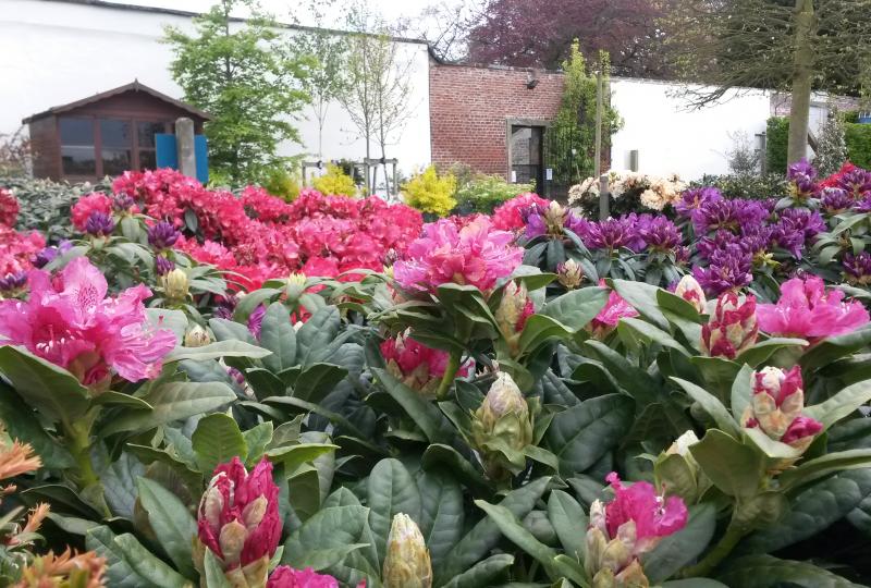 A bunch of pink and purple flowers in a garden