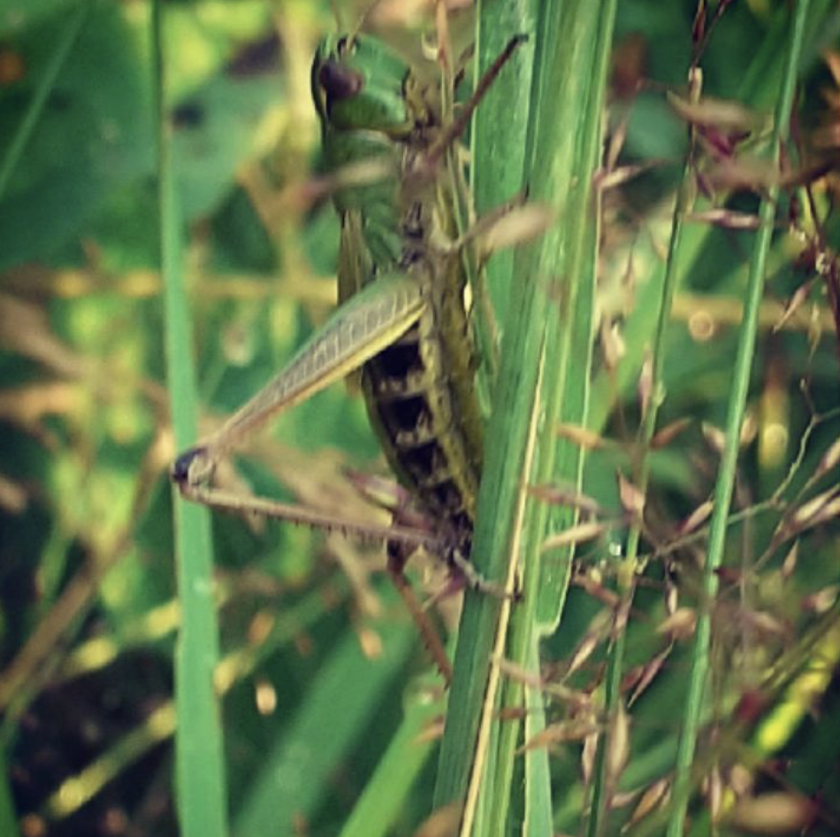 A grasshopper is sitting on a green plant.