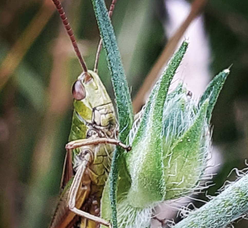 A grasshopper is sitting on a green plant.