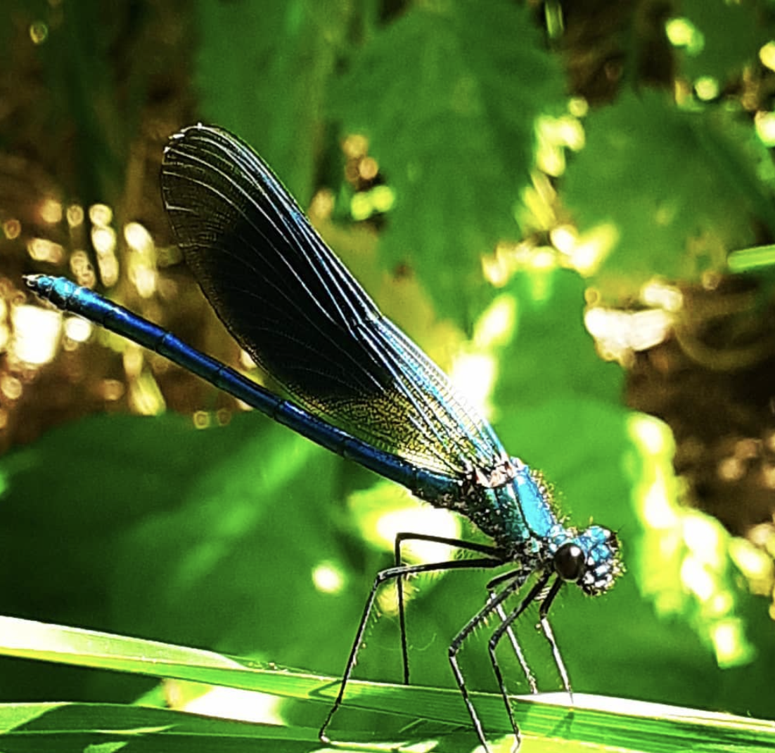 A blue dragonfly is sitting on a green leaf