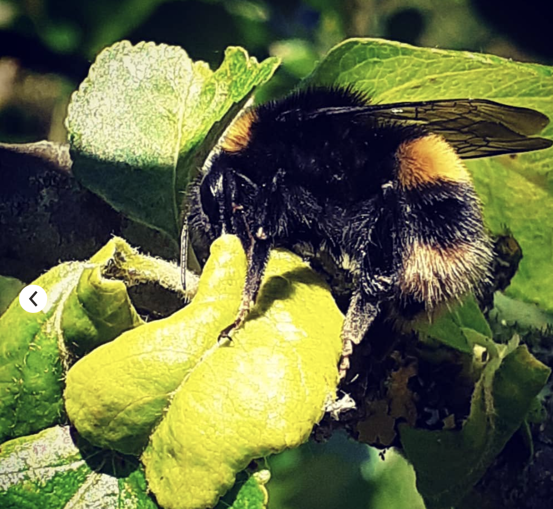 A close up of a bee sitting on a green leaf