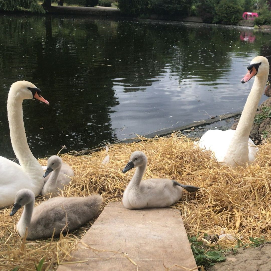A group of swans are sitting on a pile of hay near a lake