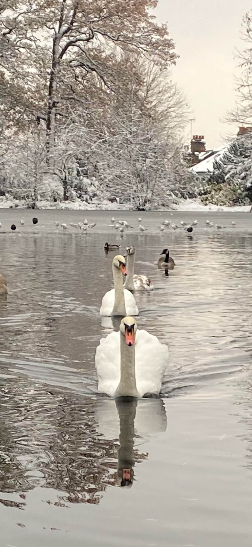 Two swans are swimming in a lake surrounded by snow covered trees.