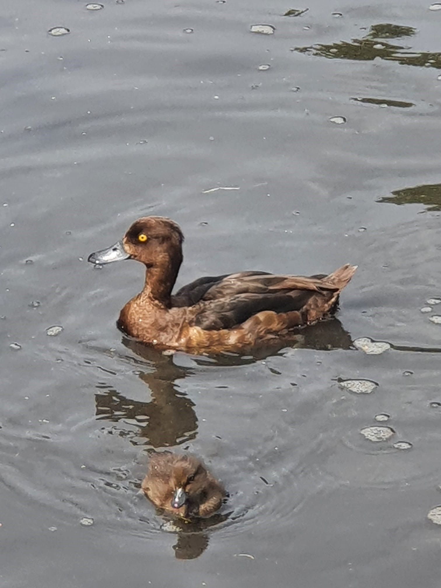A duck and two ducklings are swimming in the water.
