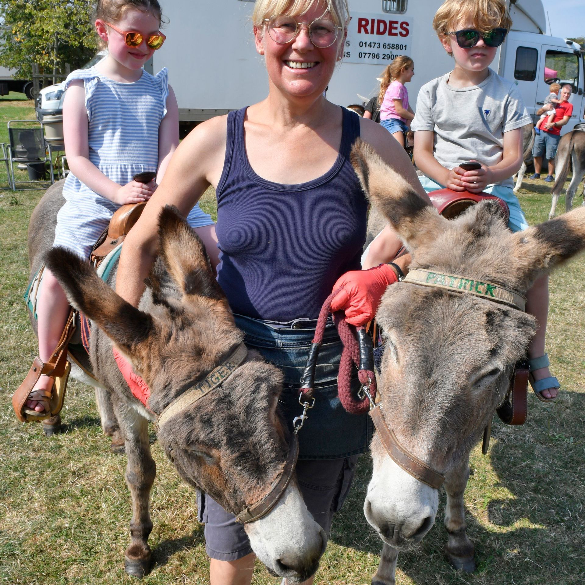 A donkey with a bridle and saddle on a white background