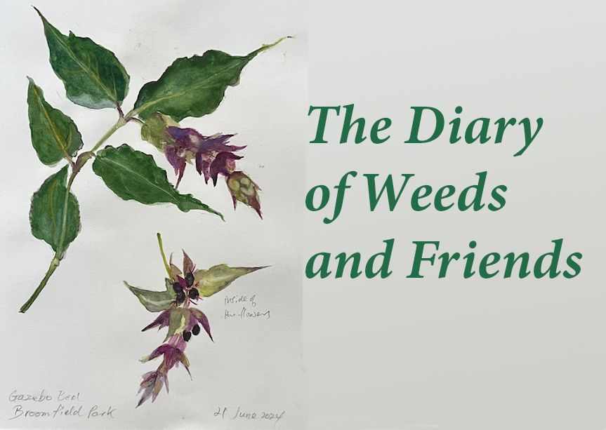 Reproduction of a sketchbook page - painting of a purple wildflower