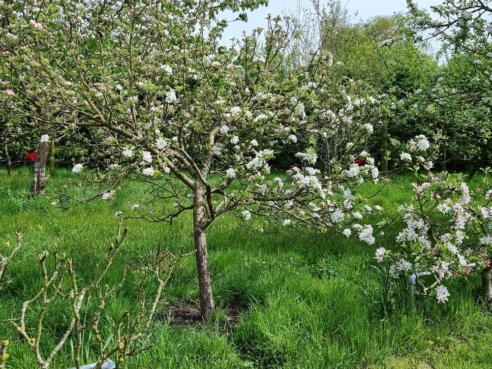 apple blossom in Broomfield park orchard