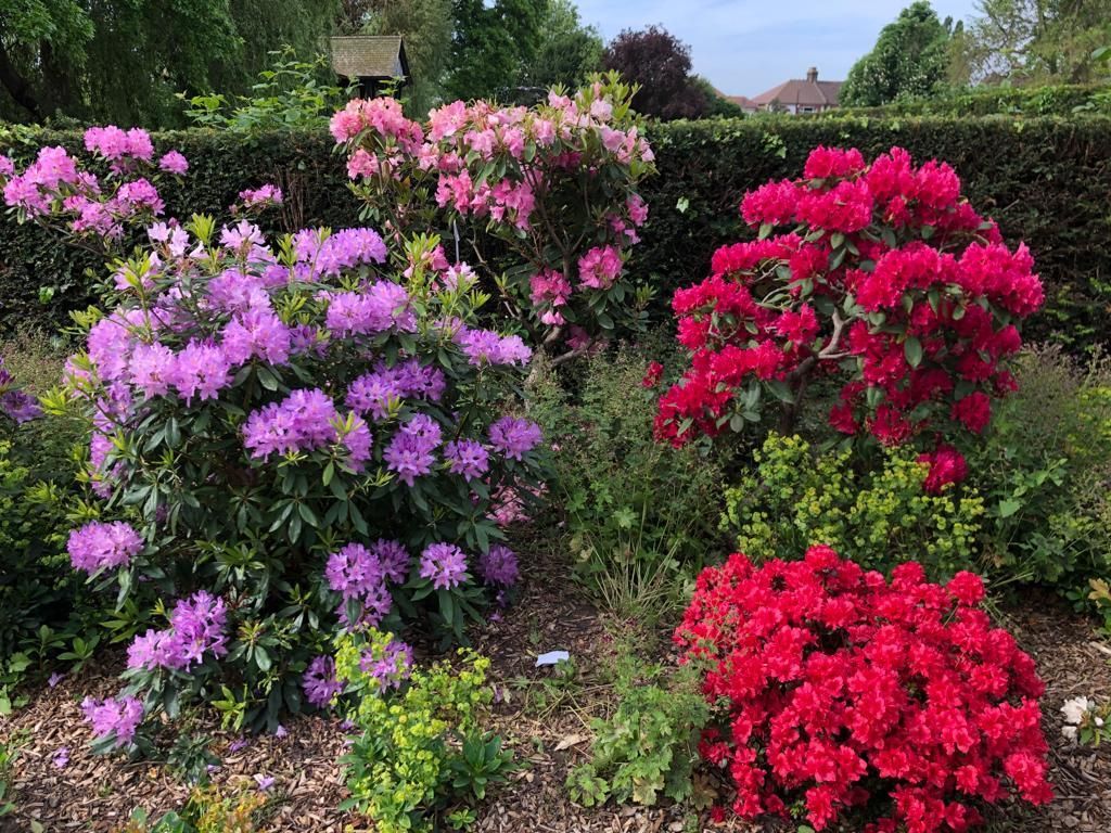 There are many different types of flowers in the garden.