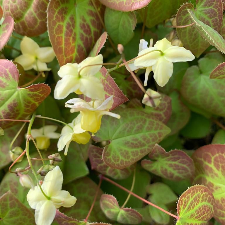A plant with yellow flowers and green leaves