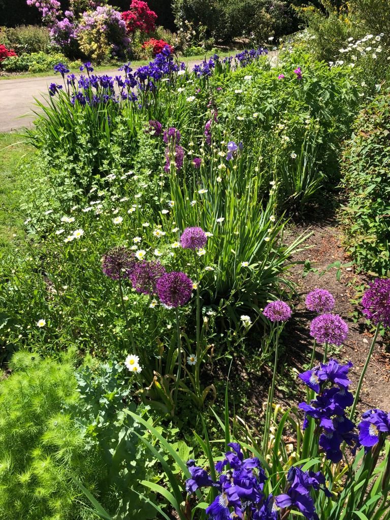 A garden filled with lots of purple and white flowers.